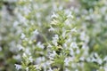 Lesser calamint Clinopodium nepeta White cloud, with white flowers Royalty Free Stock Photo